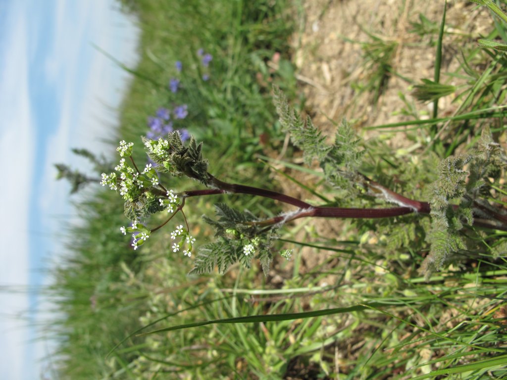 Anthriscus caucalis